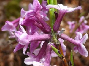 lila-blumenblueten-beim-tamang-heritage-trail